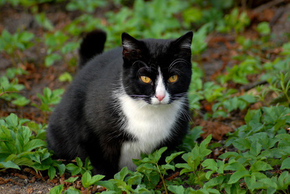 cat_in_grass cat_in_grass