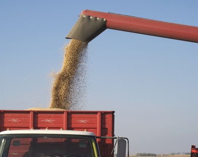 Soybeans Sold on Letter of Credit Go Bad: Who's at Fault? | Shipping Solutions