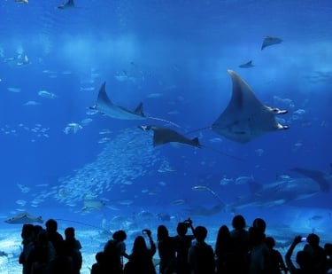 A Transferable Letter of Credit Helps Build a World-Class Aquarium | Shipping Solutions