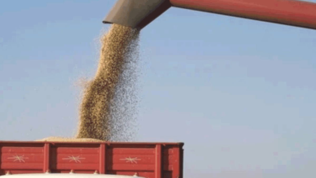 Soybeans Sold on Letter of Credit Go Bad: Who's at Fault?