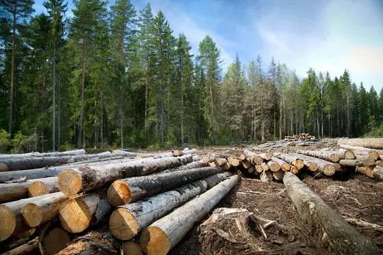 EU Deforestation Rules Set New Standards: What U.S. Exporters Need to Know