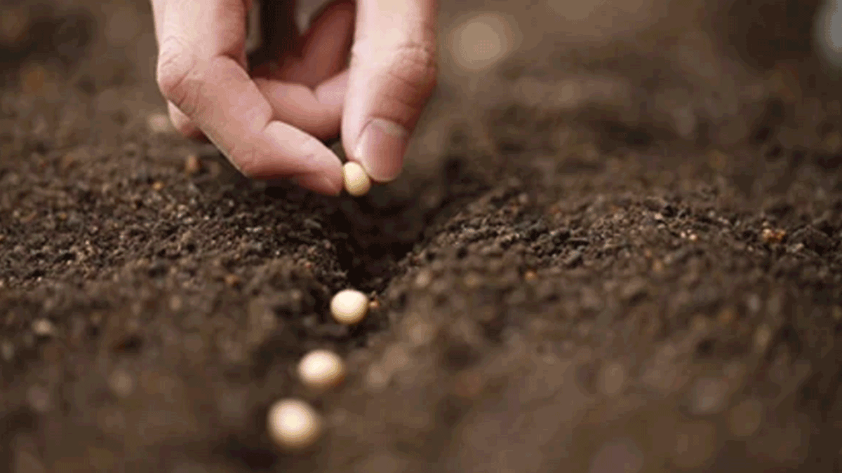 Planting the Seeds for a Successful Export Letter of Credit