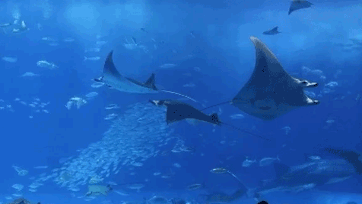 A Transferable Letter of Credit Helps Build a World-Class Aquarium
